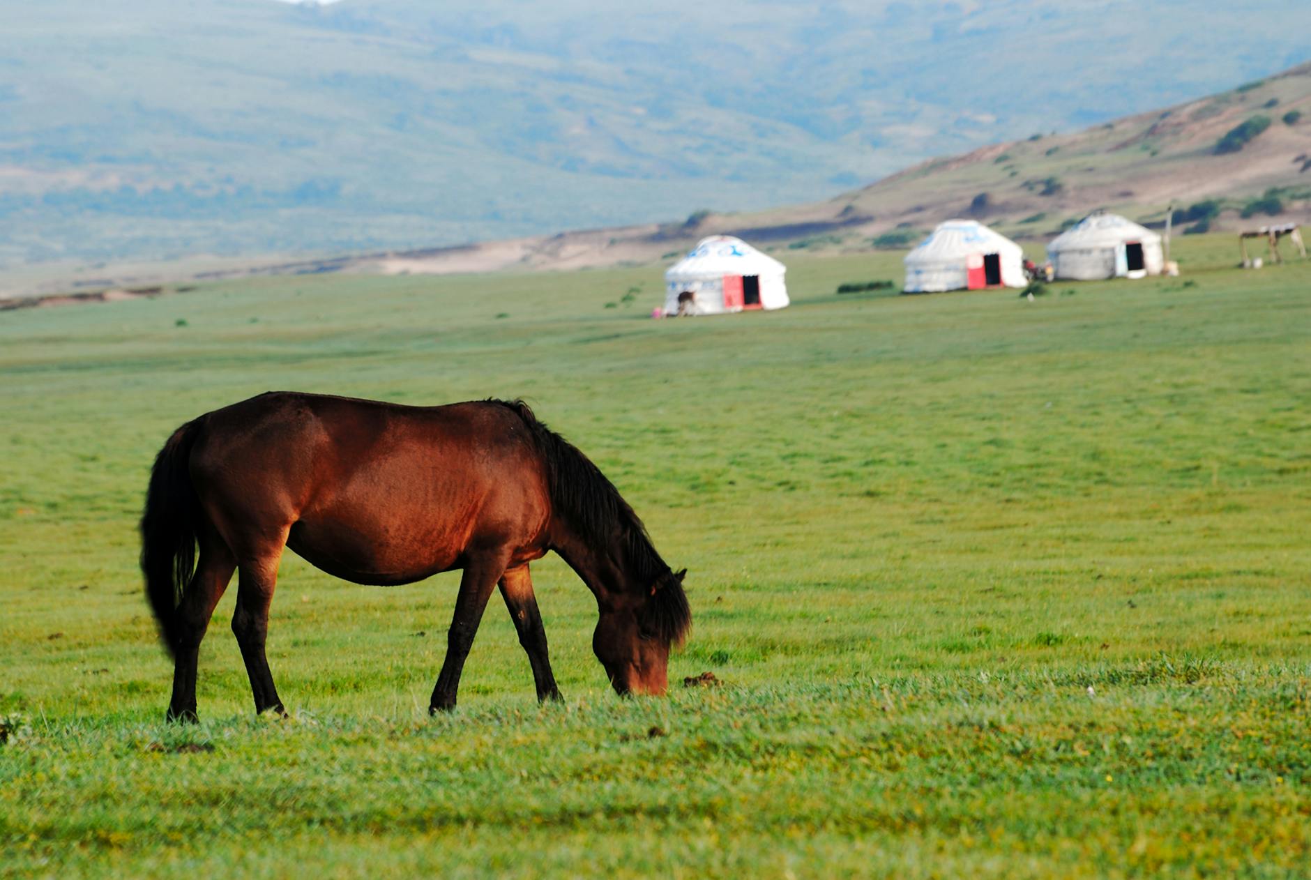 horse grazing on mongolian steppe with yurts